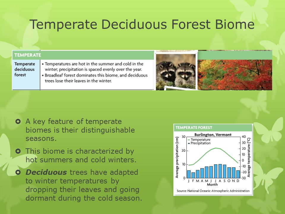 Temperate deciduous forest biome